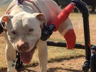 VobsRGvKVWXLCeo 800x450 NoPad