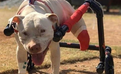 VobsRGvKVWXLCeo 800x450 NoPad