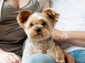 Quem Fica Com O Animal De Estimacao Na Separacao Do Casal