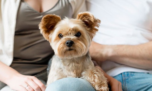 Quem Fica Com O Animal De Estimacao Na Separacao Do Casal